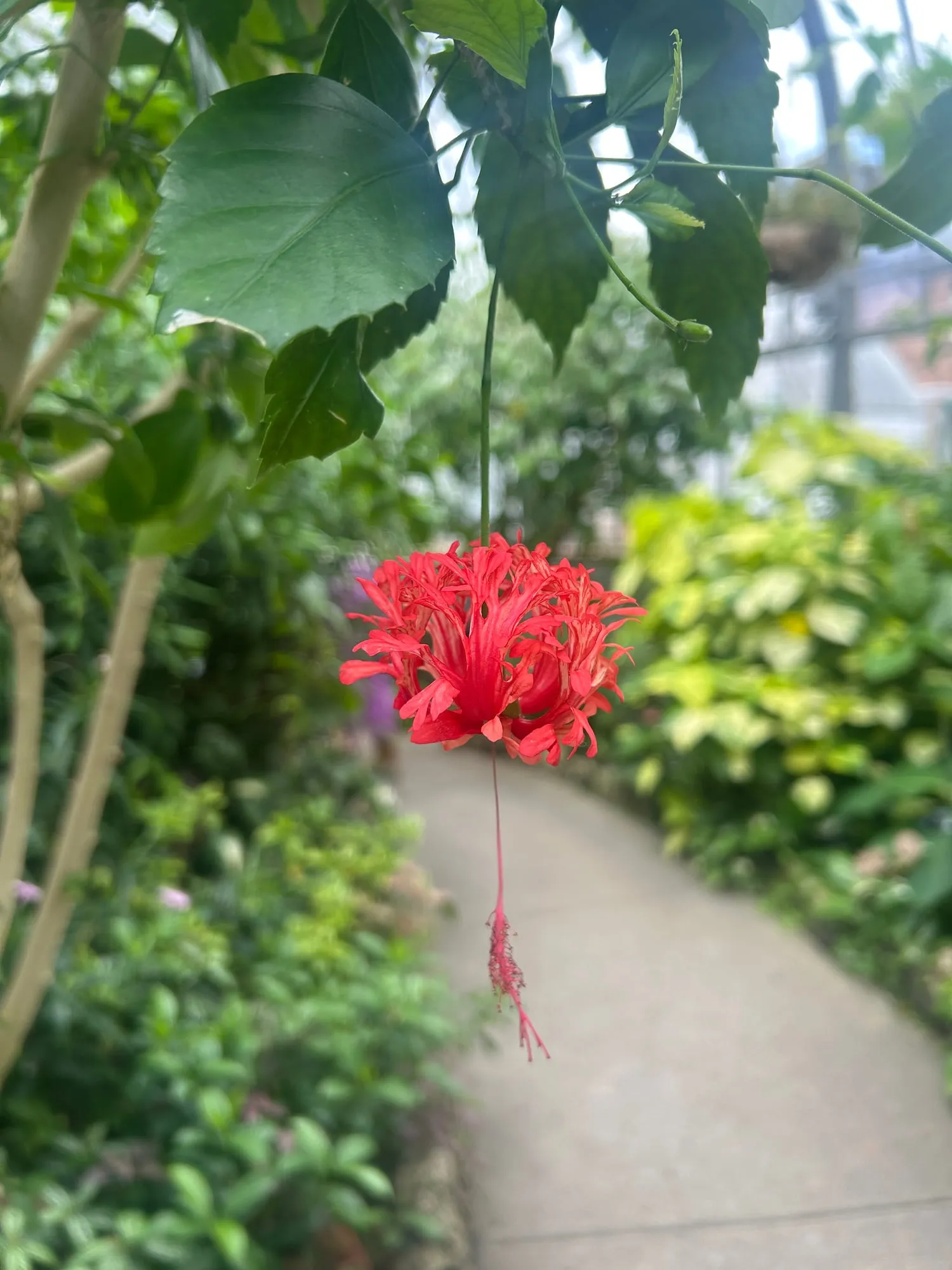 A single frilly red hibiscus flower hanging on a long stem over a blurred greenhouse path.